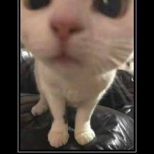 Meet your Posher, Sabrina